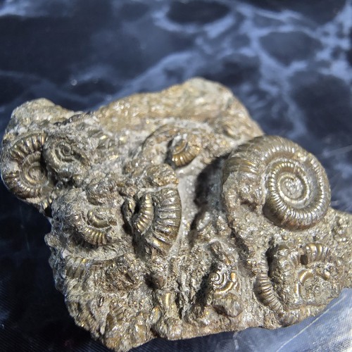 Pyrite multi ammonite fossils - pyrite, multi-ammonite