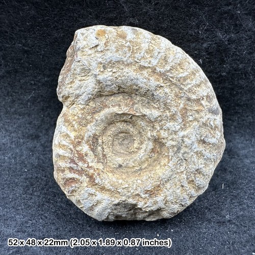 Genuine somerset ammonite - genuine,