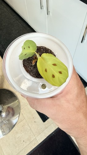 Prayer plant maranta - plant, |
