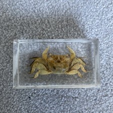 Taxidermy Crab 7cmx4x2.5cm