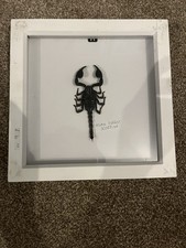 Real Scorpion Taxidermy Medium