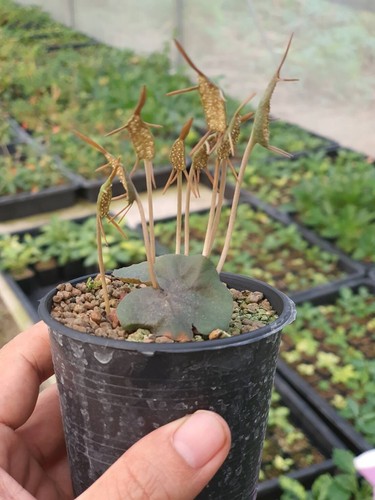 Dorstenia barnimiana taru - dorstenia,