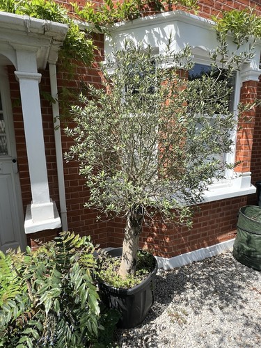 Large mature olive tree - mature,