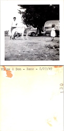 1949 borzoi russian - borzoi, wolfhound
