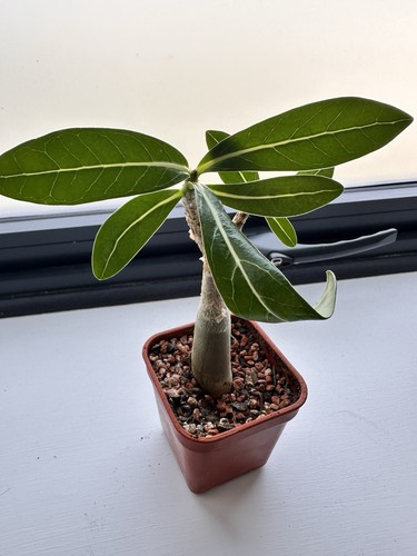 Adenium arabicum dwarf form - dwarf,