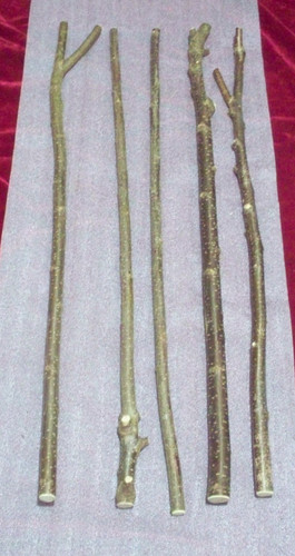 Hazel wood walking stick - x,