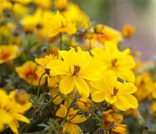 Bidens gold nuggets for - bidens,