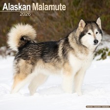 Alaskan Malamute Calendar 2026