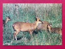 MUNTJAC DEER, THE OTTER TRUST, EARSHAM, BUNGAY, SUFFOLK POSTCARD