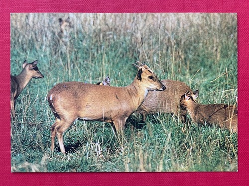 Muntjac deer the - deer,, otter