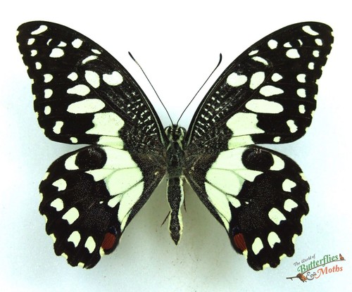 Papilio demoleus lime