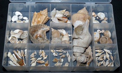 Eocene gastropod bivalve - eocene, /bivalve