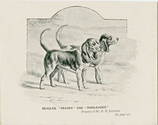 BEAGLE HOUNDS NAMED DOGS LITTLE ANTIQUE 1895 DOG ART PRINT