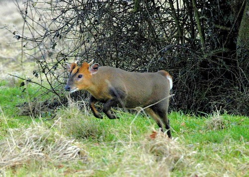 Photo 6x4 muntjac nr - photo,