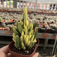 5cm Succulent Cactus Plant