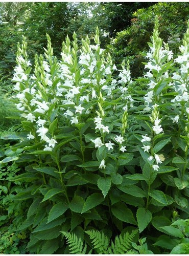 Campanula latifolia alba 50 - campanula,