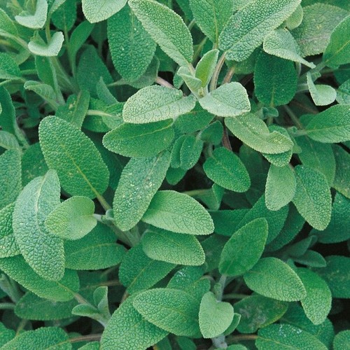 Sage seeds fresh - seeds,