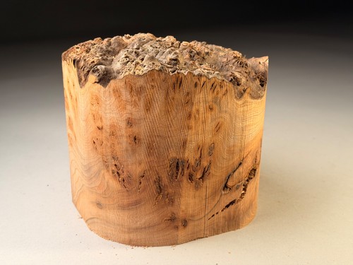 Amazing large live - amazing, burr