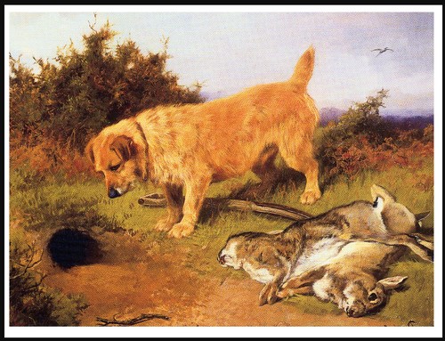 Norfolk terrier lovely vintage - terrier,