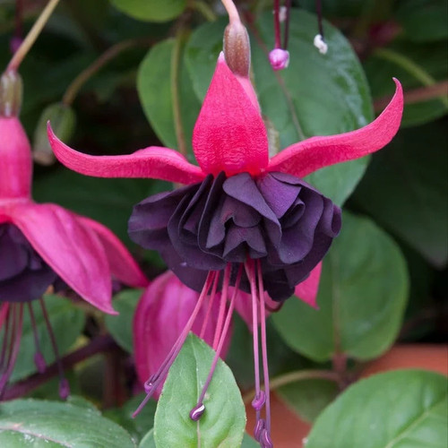Giant trailing fuchsia - trailing,