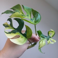 Rhaphidophora Tetrasperma Albo Variegated, 3-LEAF TOP Cutting, Rooting, A1