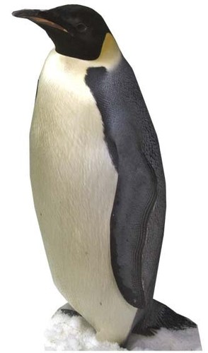 Penguin lifesize cardboard - penguin,