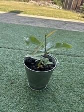 Chestnut Tree Edible Chestnuts Nuts