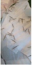 X10 Indian Stick Insect Nymphs