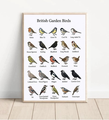 British garden birds - garden, poster