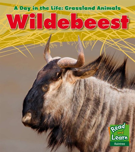 Wildebeest day the life - wildebeest,