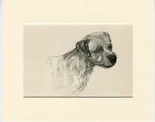 BORDER TERRIER HEAD STUDY