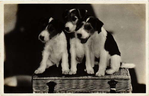 Cpa fox terrier - terrier, puppies