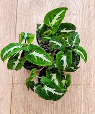 Syngonium Wendlandii "Jungle