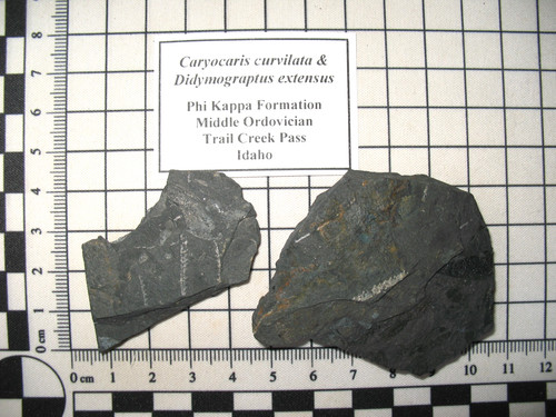 Ordovician phyllocarid - ordovician,