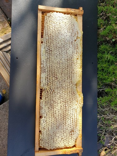 Raw acacia honeycomb - acacia, full
