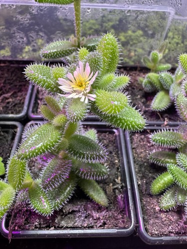 Pickle plant succulent - plant,