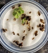 Mixed Snails 10 Bladder,10 Ramshorn &10 Flat Ramshorn Snails PackPond Tank Algae