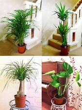 1POPULAR EVERGREEN INDOOR HOUSE PLANT @ POT Office Home Conservatory Garden Tree