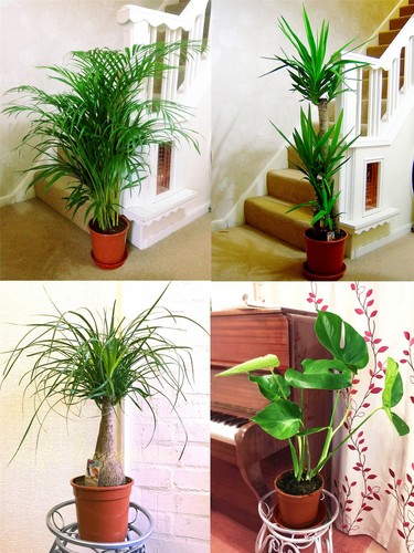 Large evergreen indoor house - indoor,