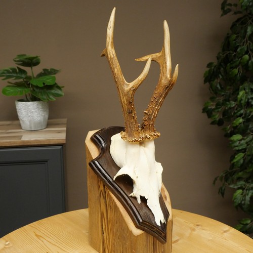Used rehbock deer antler - used, on