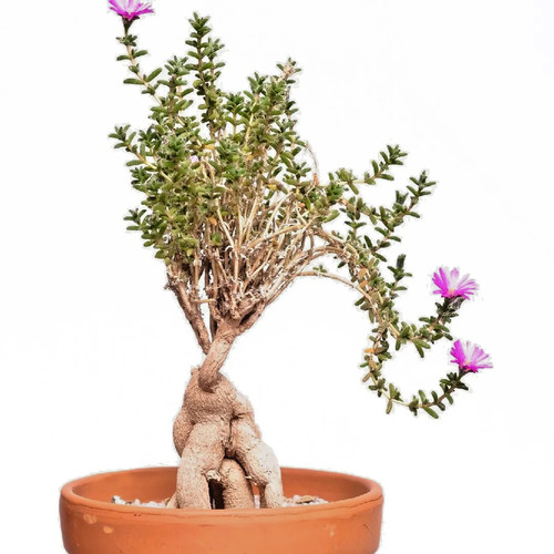 Trichodiadema bulbosum rare - bulbosum,