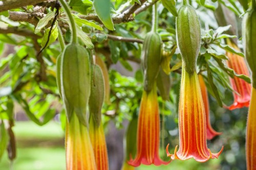 Brugmansia sanguinea seeds - sanguinea, 5