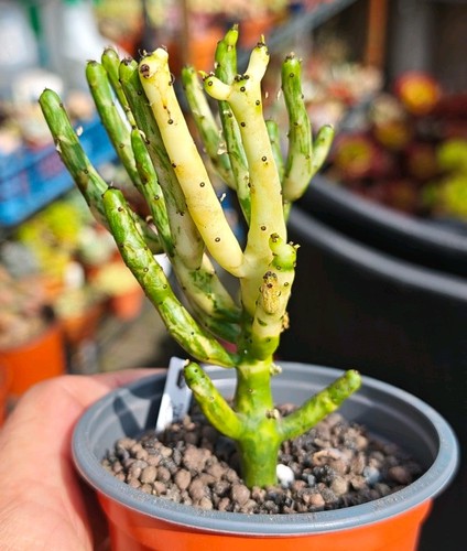 Euphorbia alluaudii variegated - euphorbia,