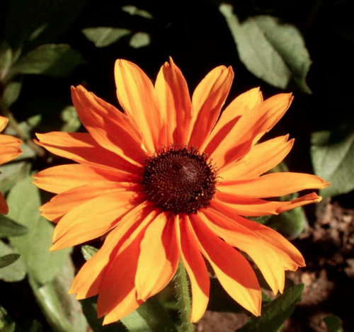 Rudbeckia hirta marmalade - rudbeckia, 'marmalade'