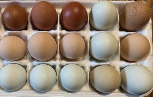 Hatching eggs sampler - eggs,
