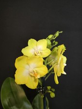 Phalaenopsis "Sogo Pride". 1