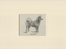 FINNISH SPITZ  OLD 1940 DOG