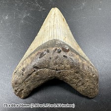 Authentic carcharodon megalodon fossil shark tooth - miocene era | florida, usa