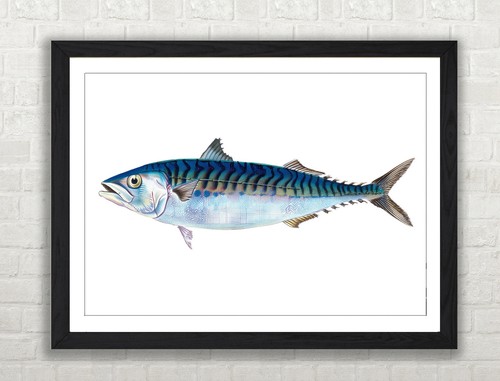 Mackerel fish illustration - fish,
