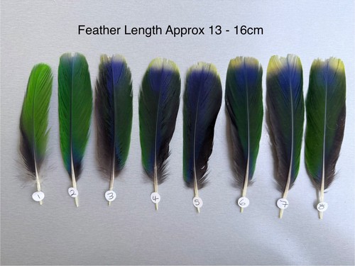 Parrot macaw feather - parrot,